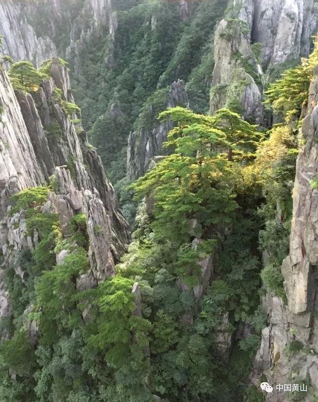 拯救蓝色小鸟